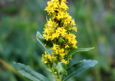 More wildflowers on the trail back from Shadow lake